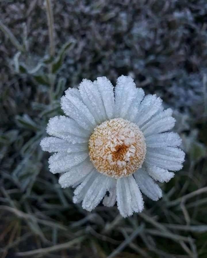 Da Vó Rosa Monte Verde (Minas Gerais)